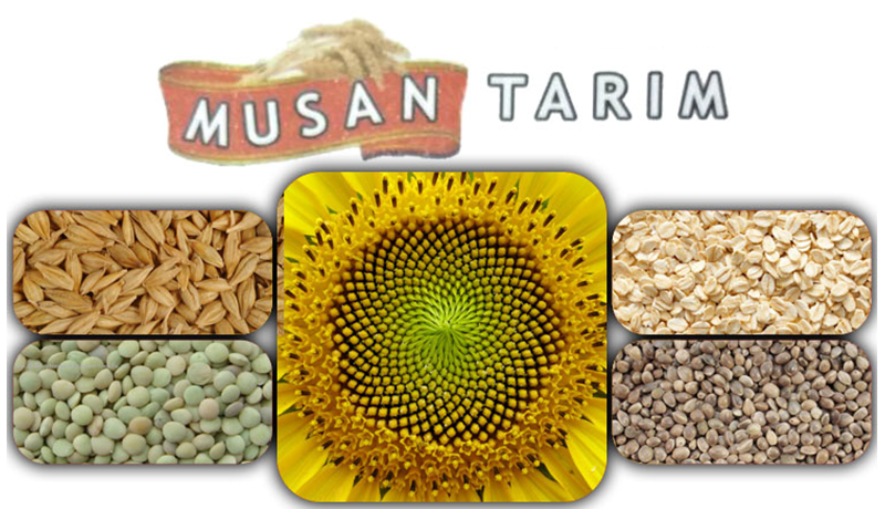 MUSAN TARIM